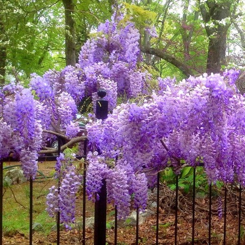 Wisteria macrostachya blue - wisteria,