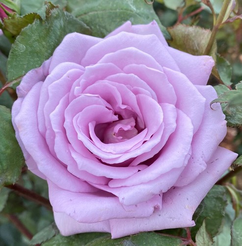 Pre order blue moon lilac - -,