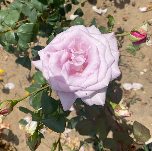 Bare root hybrid tea rose - hybrid,