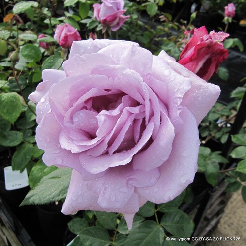 Blue moon rose free - blue,