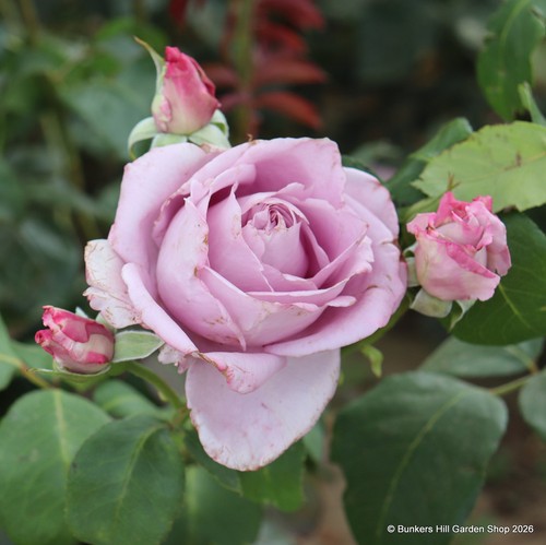 Blue moon hybrid tea - blue,