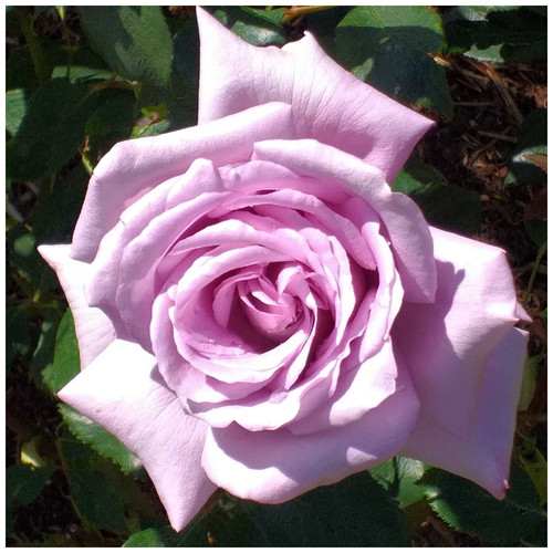 Rosa twice blue moon - blue, moon'