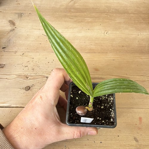 Pritchardia hillebrandii blue - pritchardia,