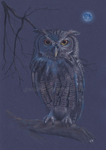 Owl blue moon - moon, coloured