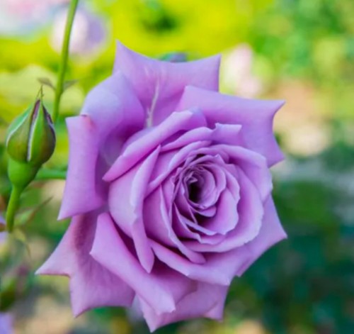 Blue moon hybrid - moon,
