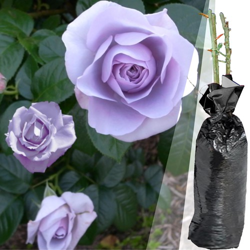 Fragrant climbing bush rose - climbing,