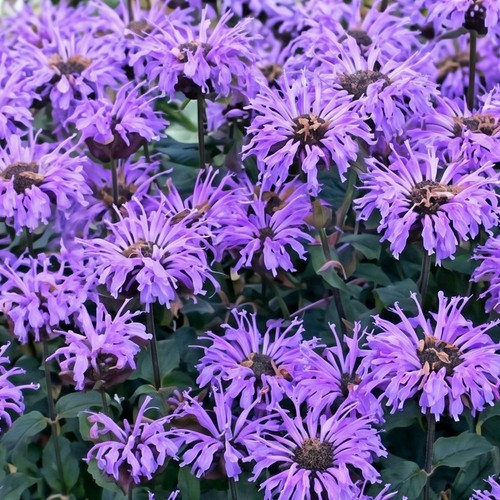 Monarda blue moon - blue,
