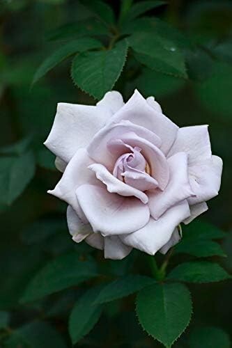 Twice blue moon - a,