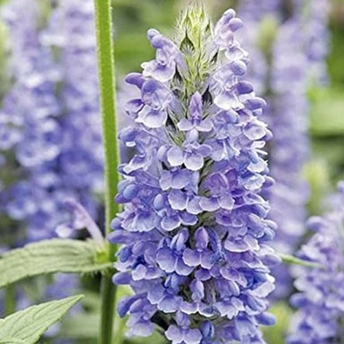 Nepeta nervosa blue - nervosa, '