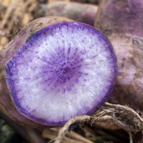 Radish blue moon 100 - moon,